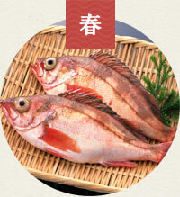 メバル・ がしら(赤メバル)・桜鯛・鰆