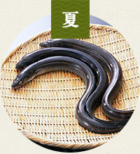 ハモ・穴子・蛸・岩牡蠣